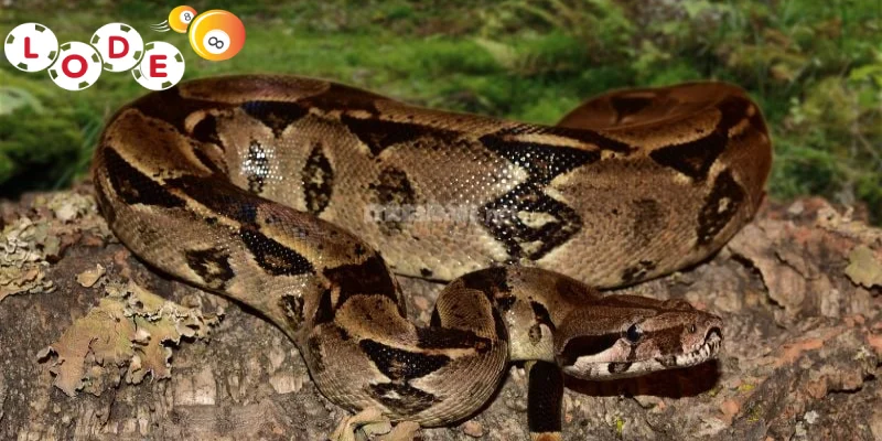 Luận Giải 15+ Giấc Mơ Thấy Trăn Cùng Bộ Số May Mắn 3 Ngủ mơ gặp trăn vàng đừng bỏ qua 22, 02