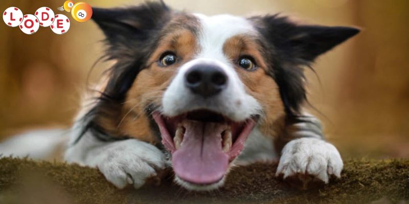 Mơ Thấy Chó Đánh Con Gì? Giải Mã Tìm Ra Những Con Số May Mắn 3 Mơ thấy chó đánh con gì và lời giải đáp từ các chuyên gia tại Lode88