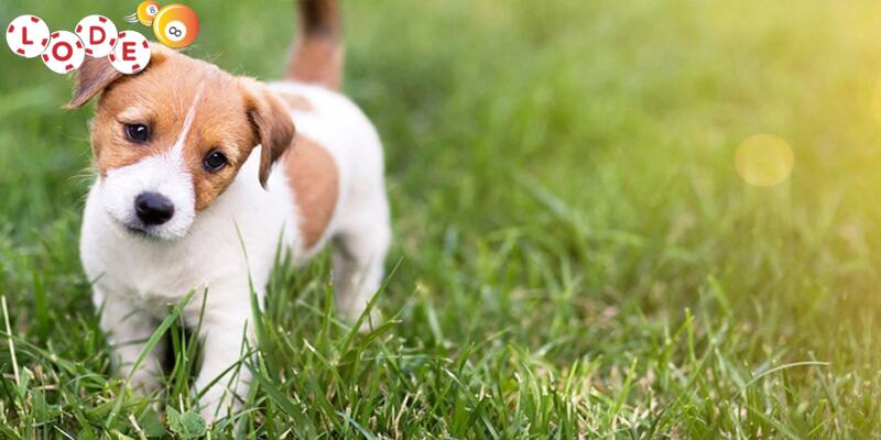 mơ thấy chó đánh con gì