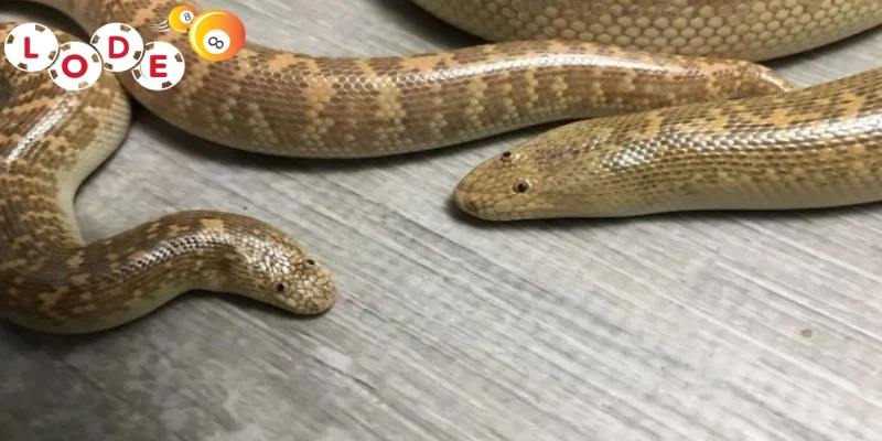 Luận Giải 15+ Giấc Mơ Thấy Trăn Cùng Bộ Số May Mắn 2 Mơ thấy trăn có một đôi chốt hạ ngay 20, 40 tại Lode88