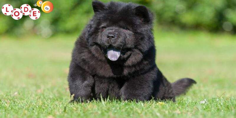 Mơ Thấy Chó Đánh Con Gì? Giải Mã Tìm Ra Những Con Số May Mắn 2 Mộng thấy cho đen hoặc mực khi đang ngủ bạn nên đề phòng những đối thủ xung quanh