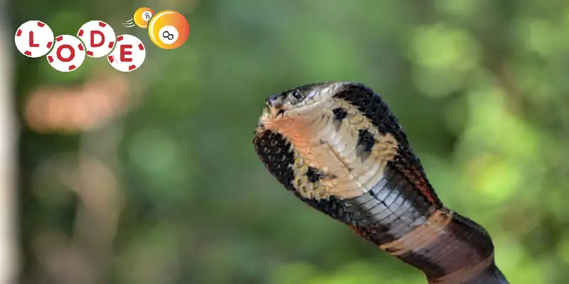 Mộng thấy rắn đen là lời cảnh báo về thị phi, rắc rối