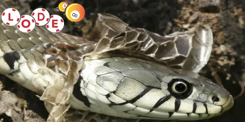 Mộng thấy rắn lột xác điềm báo về sự khởi đầu mới đầy hứa hẹn