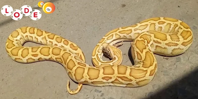 Luận Giải 15+ Giấc Mơ Thấy Trăn Cùng Bộ Số May Mắn 1 Chiêm bao thấy trăn hiển linh con 12, 64