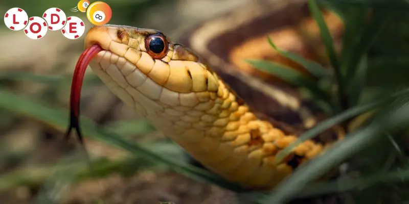 Nhiều người chơi lô đề quan tâm mơ thấy rắn đánh con gì chuẩn?